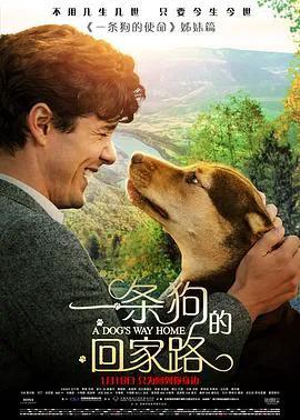 一条狗的回家路（普通话）