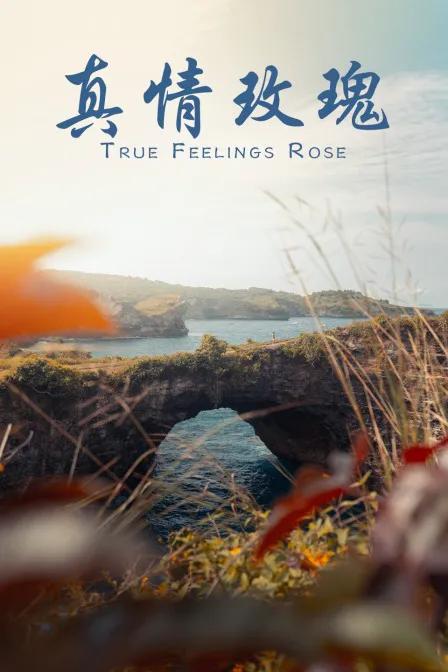真情玫瑰