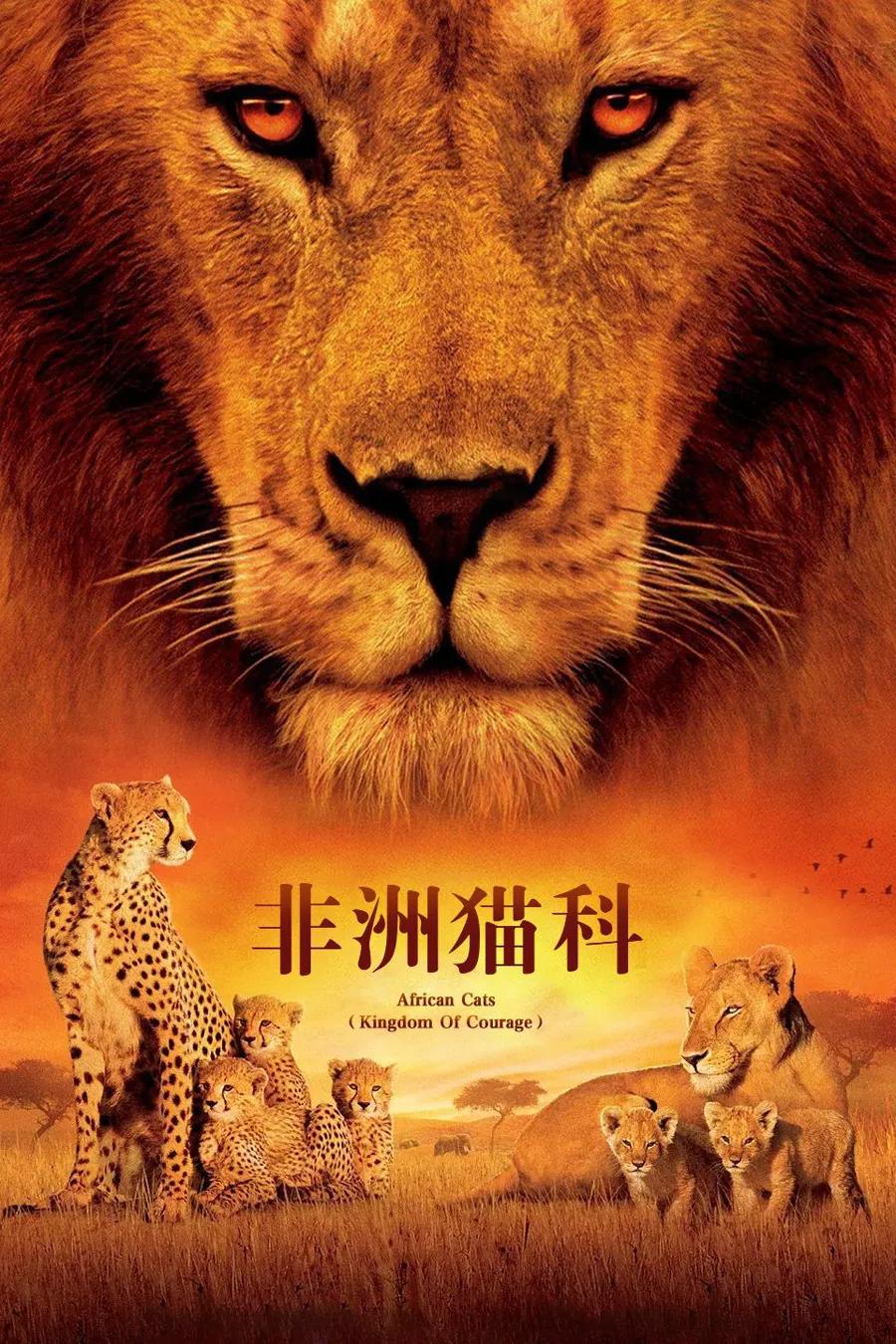 非洲猫科